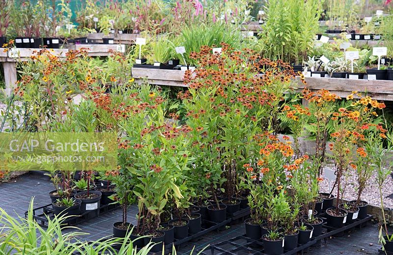 Plants for sale at Bluebell Cottage Gardens Nursery, Cheshire, UK