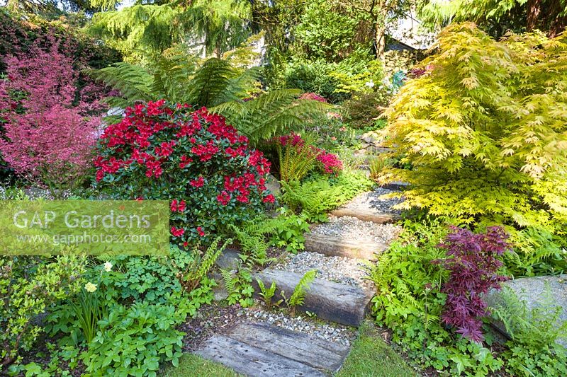 Packed borders either side of path with steps. Plants include: Rhododendron, Acer palmatum - Japanese acers and
 ferns 
