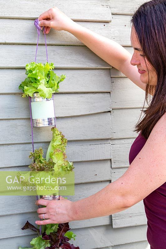 Hanging strings of painted tin cans planted with lettuce