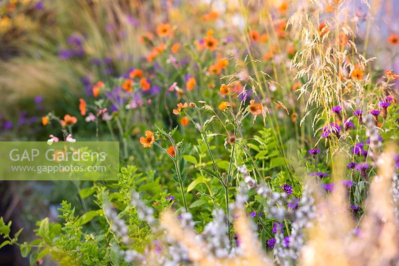 Geum 'Totally Tangerine' - Avens. The RNIB Community Garden. Designers: Steve Dimmock, Paula Holland, RHS Hampton Court Palace Flower Show, 2018.