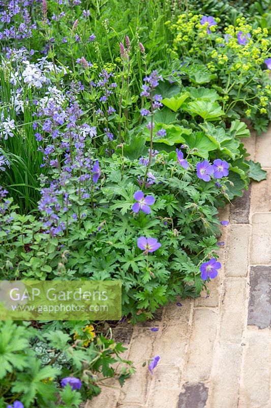 Path edged with Geranium, Nepeta and Alchemilla - RHS Feel Good Garden - Built by Rosebank Landscaping - Sponsor: the RHS - RHS Chelsea Flower Show 2018
