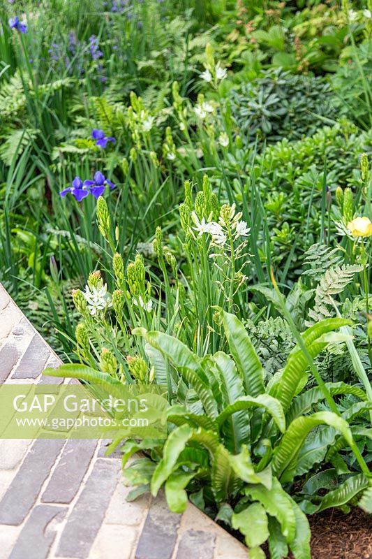 Path edged with Asplenium, Camassia and Iris - RHS Feel Good Garden -Built by Rosebank Landscaping - Sponsor: the RHS - RHS Chelsea Flower Show 2018