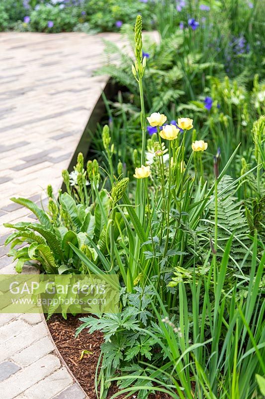Path edged with Asplenium, Trollius 'Alabaster', Camassia and Iris - RHS Feel Good Garden - Built by Rosebank Landscaping - Sponsor: the RHS - RHS Chelsea Flower Show 2018