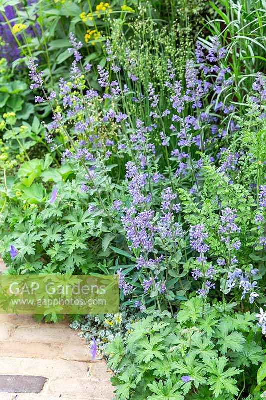 Path edged with Geranium and Nepeta - RHS Feel Good Garden - Built by Rosebank Landscaping - Sponsor: the RHS - RHS Chelsea Flower Show 2018