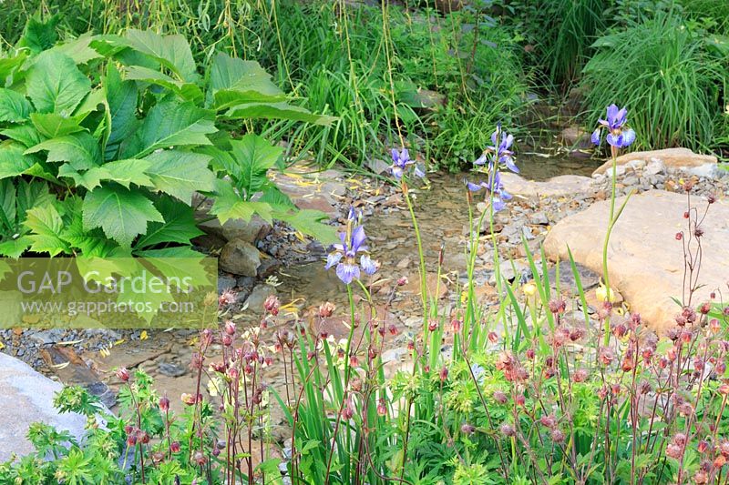 The Wedgwood Garden - Stream and planting Rodgersia Irish Bronze, Water Avens - Geum rivale, Salvia sp. and Iris sibirica - Sponsor: Wedgwood - RHS Chelsea Flower Show 2018