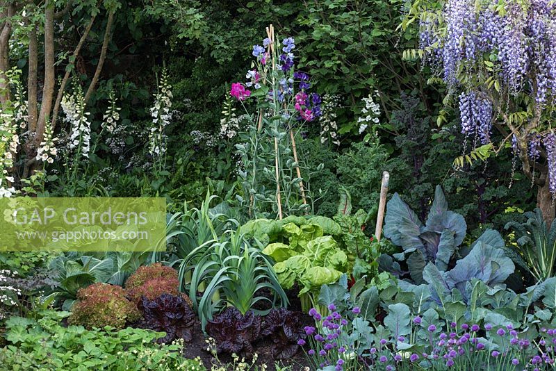 Welcome to Yorkshire Garden - Foxgloves, Sweet Peas, Wisteria, Chives, Leeks, Cabbages and Chard - Sponsor: Welcome to Yorkshire - RHS Chelsea Flower Show 2018