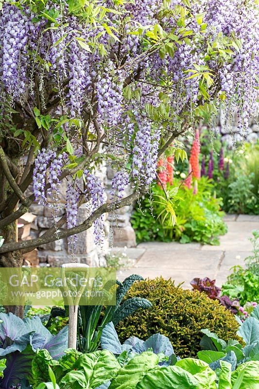 Wisteria sinensis by vegetable plot. Stone cottage in show garden. Welcome to Yorkshire garden, Sponsor: Welcome to Yorkshire, RHS Chelsea Flower Show, 2018.
