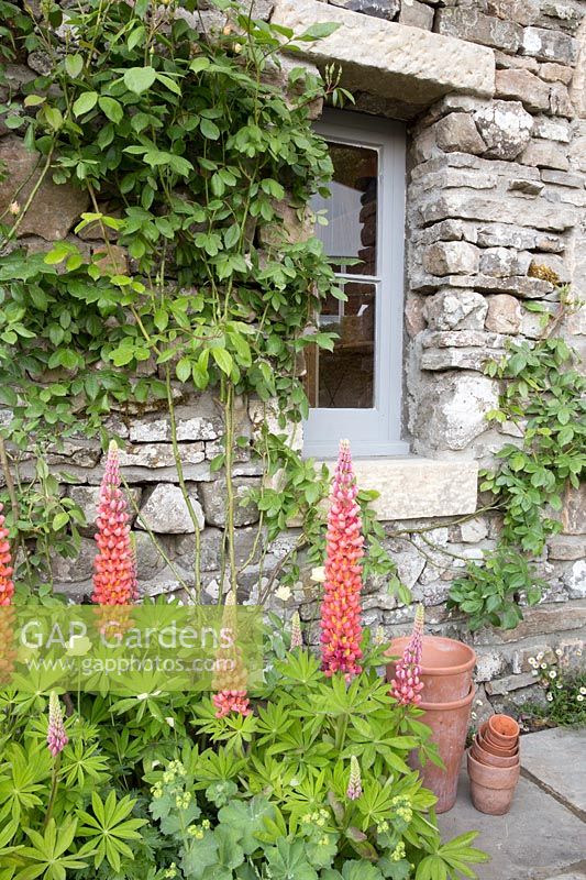 Welcome to Yorkshire Garden - Stone cottage with terracotta pots and Lupinus 'Terracotta' - Sponsor: Welcome to Yorkshire - RHS Chelsea Flower Show 2018