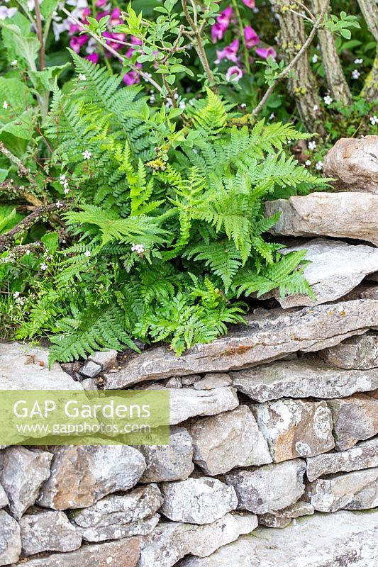 Welcome to Yorkshire Garden - Ferns above dry stone wall - Sponsor: Welcome to Yorkshire - RHS Chelsea Flower Show 2018
