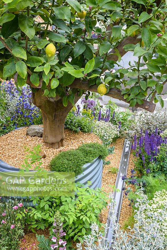 Islamic influence garden with rills and lemon tree Citrus x limon 'Improved Meyer' - The Lemon Tree Trust Garden - Sponsor: The Lemon Tree Trust - RHS Chelsea Flower Show 2018