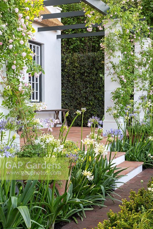 The Trailfinders South African Wine Estate - Pergola covered with climbing Rosa 'Paul's Himalayan Musk' and Agapanthus praecox - Sponsor: Trailfinders Ltd - Chelsea Flower Show 2018
