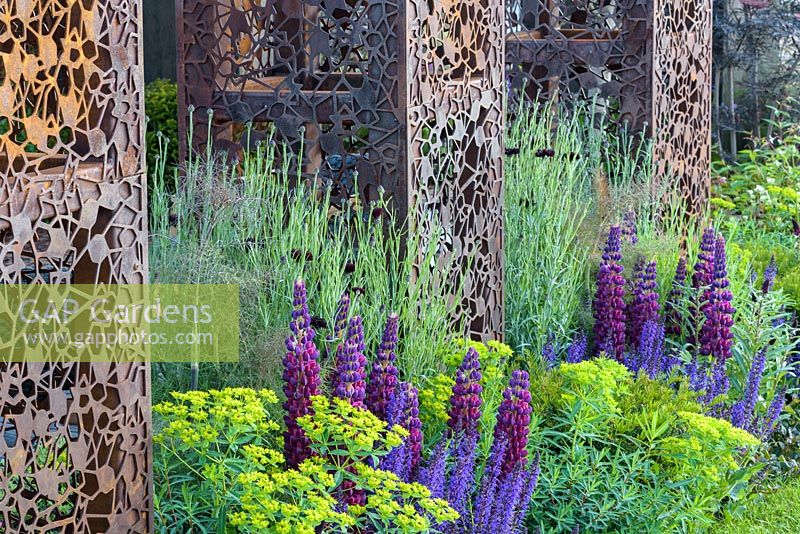 Lupinus 'Masterpiece' with  Euphorbia and laser cut metal grids. Urban Flow garden, RHS Chelsea Flower Show, 2018. Sponsor: Thames Water.