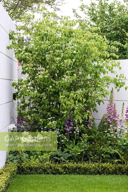 New West End Garden - Contemporary courtyard with Cornus kousa, Foxgloves, Peony and Box edge - Sponsor: New West End Company and Sir Simon Milton Foundation - RHS Chelsea Flower Show 2018