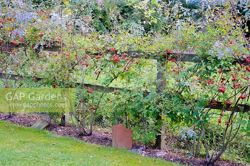 Fence planted with Rosa glauca and Clematis. Terracotta tiles are placed over the clematis roots to keep them cool. 