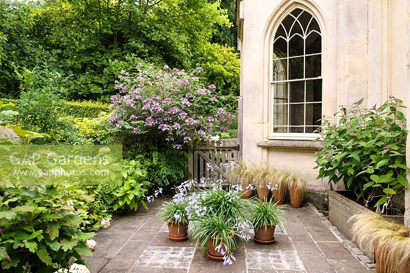 Terrace with pots of Stipa tenuissima and Agapanthus 'Streamline', Wiltshire, England, UK