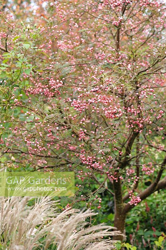 Sorbus rosea 'Rosiness'