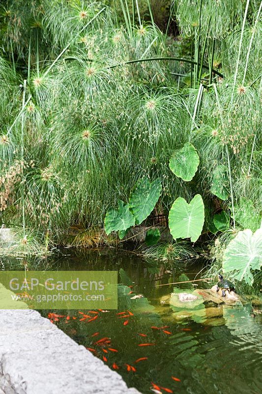 View of garden pond, with fish and aquatic planting. The Hanbury Botanic Garden, nr Ventimiglia, Italy.
