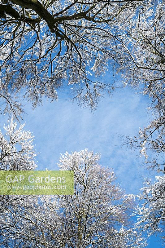 Fagus - Beech tree in the snow against blue sky 