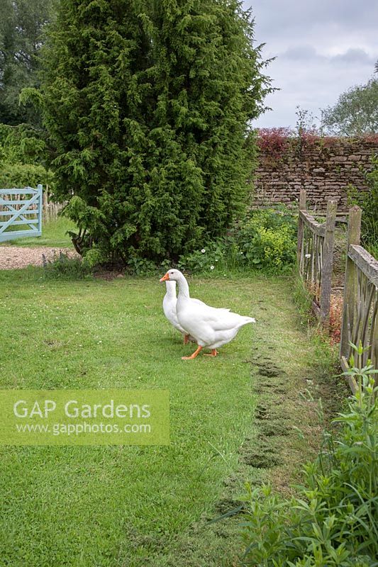 Domestic geese in  a reconstructed Medieval Garden The Prebendal Manor, on the grass between reconstucted herbers