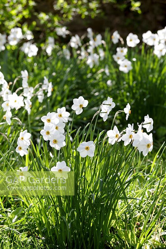 Narcissus poeticus 'Pheasant's Eye'  Watcombe, Somerset, UK