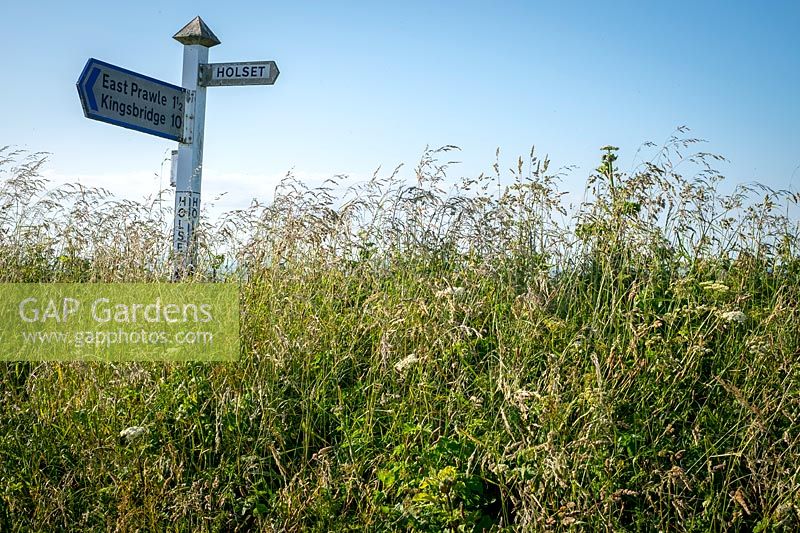 Grasses in hedgerow with road sign. 