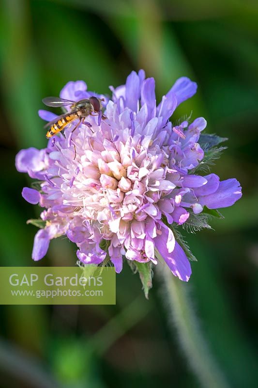 Knautia arvensis - Field Scabious - with hoverfly