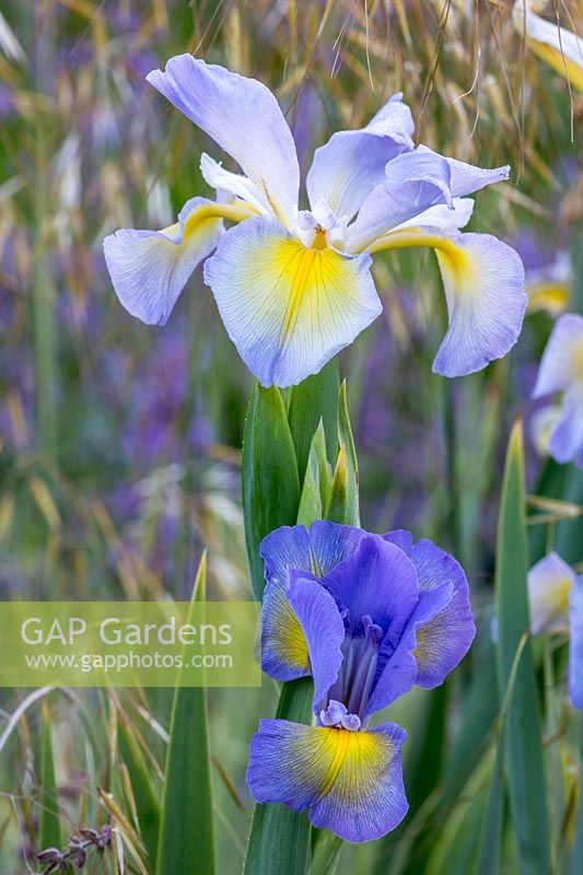 Iris cypriana