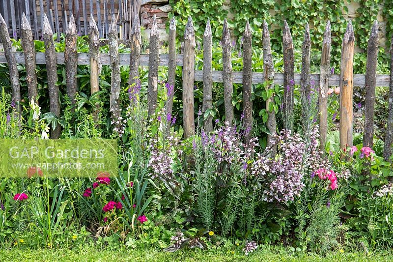 Mixed border planting along the character fence featuring dianthus barbatus, digitalis purpurea 'Alba',  linaria purpurea, penstemon, digitalis 'Husker's Red'