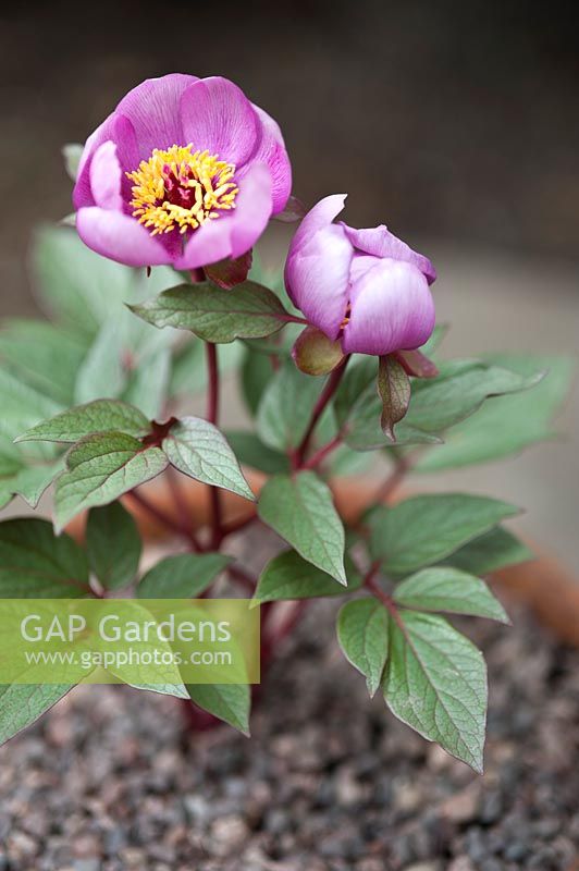 Paeonia cambessedesii - Majorcan peony - growing in a terracotta pot with 
gravel mulch 