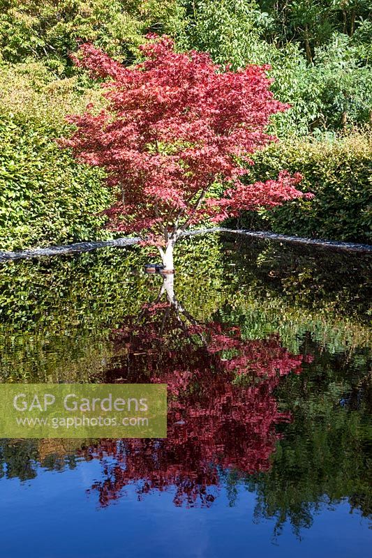 A red Acer planted in a square pond and reflected in the water. 
La Possibilite d'une Ile, The possibility of an Isle. 
Festival garden. Garden of Thought.  
Festival des Jardins 2018, Chaumont sur Loire, France 