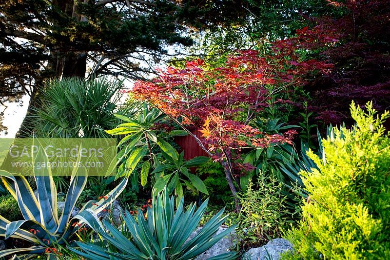 Colourful mixed planting - Pam Woodall's garden, 'Pinecombe' in Dorset, UK