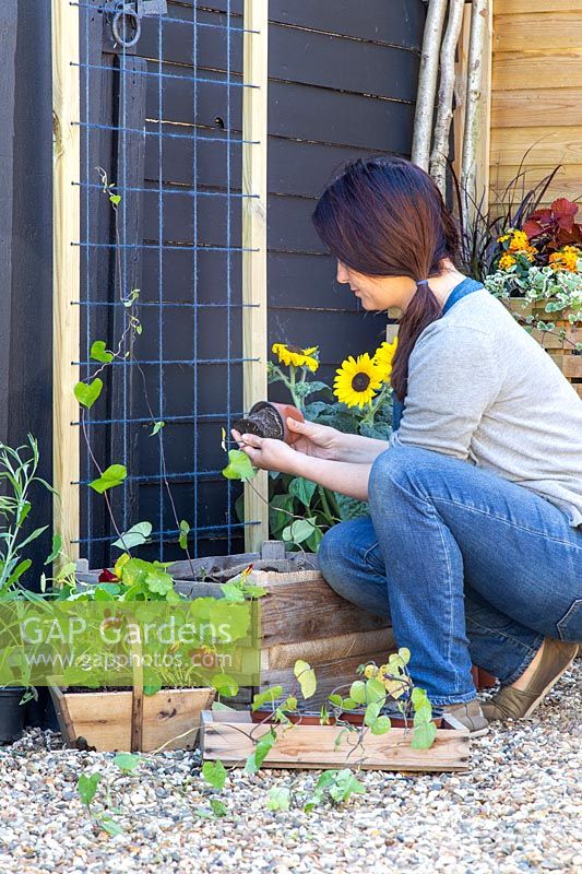 Woman planting young Ipomoea plants by the trellis. 