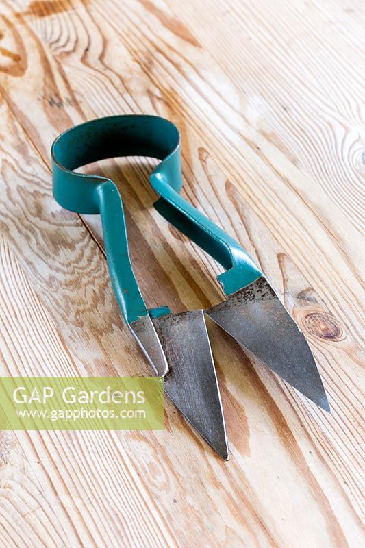 Topiary shears - cleaned up and sharpened