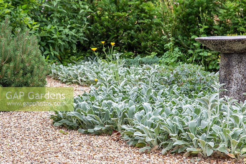 Stachys byzantina 'Silver Carpet' growing in gravel garden