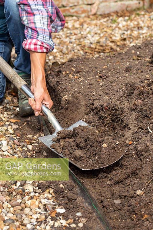 Woman using spade to remove soil for edge of raised bed to replace the wooden board and ensuring a level base. 