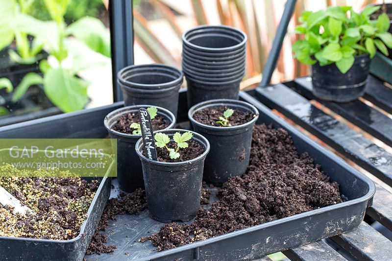 Seedlings of Potentilla 'Monarch's Velvet'