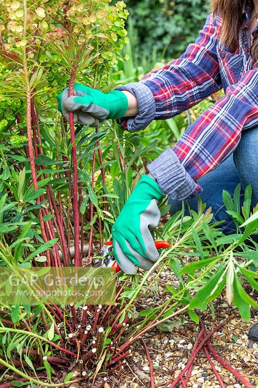 Woman cutting back an Euphorbia martinii in late Spring