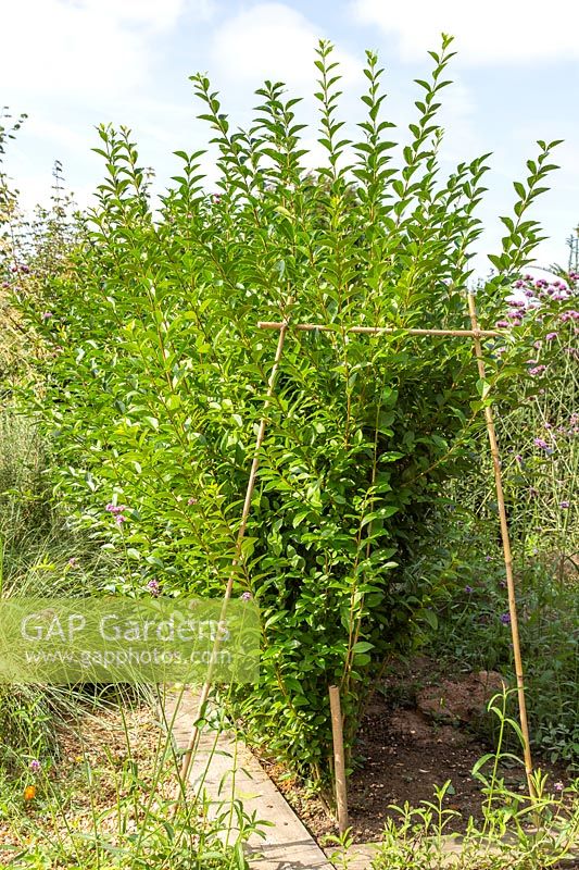 Bamboo canes used as guides when cutting Ligustrum ovalifolium - Privet hedge