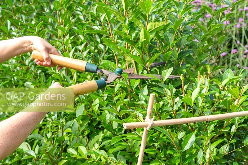Cutting Ligustrum ovalifolium - Privet hedge with shears - bamboo canes used as guides