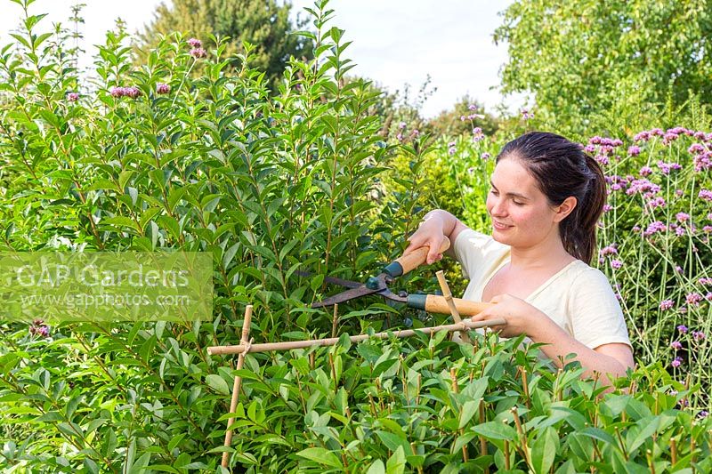 Woman cutting Ligustrum ovalifolium - Privet hedge with shears - bamboo canes used as guides