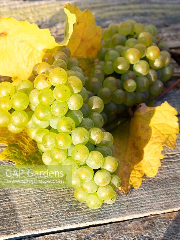 Close up of harvested green grapes with autumnal leaves. 