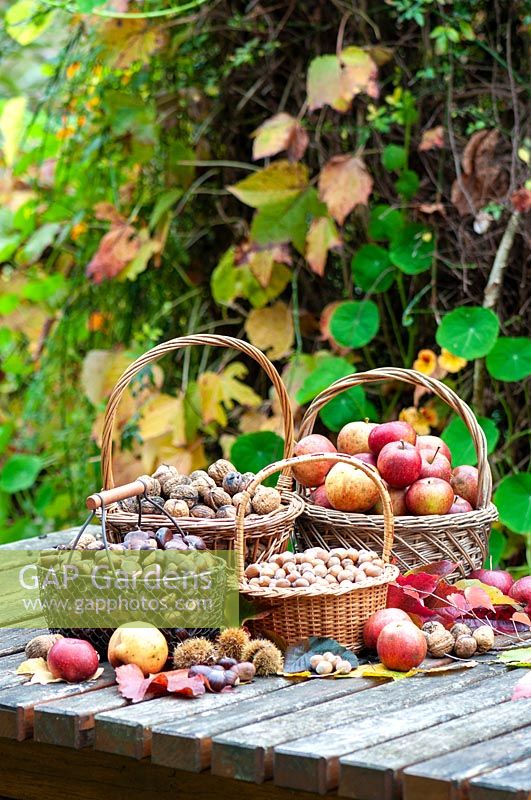 Baskets of nuts and apples  in a garden. 
