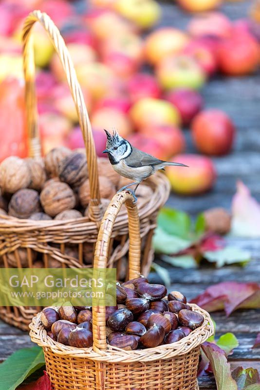 'Crested Tit' - Lophophanes cristatus on a wicker basket full of chestnuts. 
