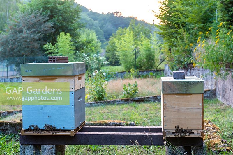 Beehives in a Kitchen Garden. 