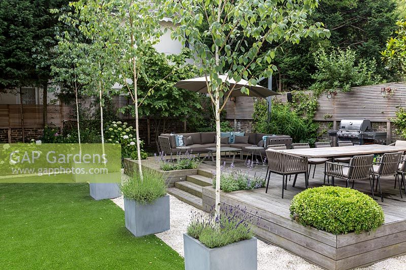 Large garden in St John's Wood - Betula utilis Jaquemontii in contemporary zinc 
containers, underplanted with  Lavender with raised deck seating area 
