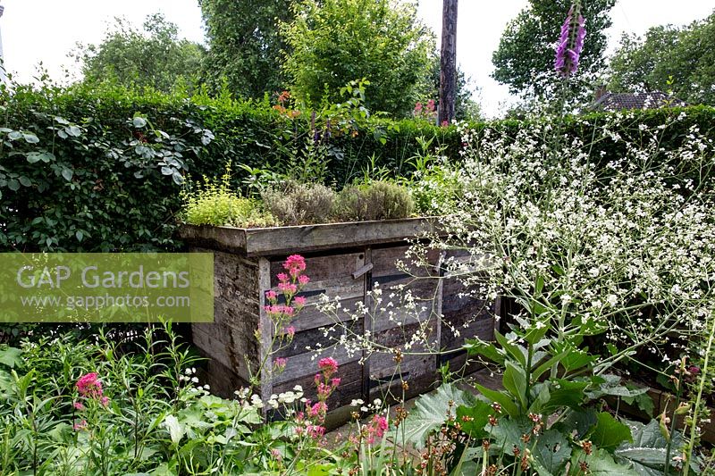 Crambe cordifolia and Centranthus rubra with reclaimed bin storage, North London.