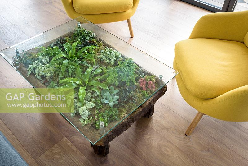 Planting under glass surface of coffee table with Moss, Fitonia and ferns - RHS Malvern Spring Festival, 2018.