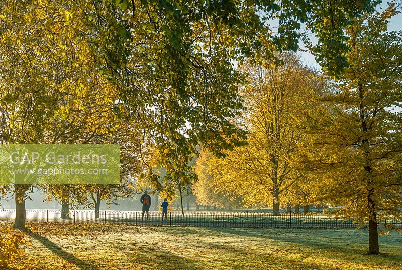 Mixed elm trees Preston Park Brighton, UK