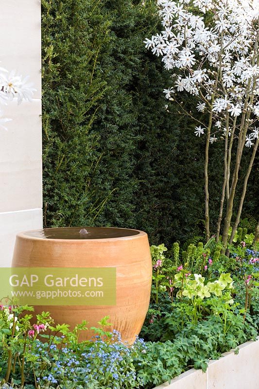 Clay pot water bowl with yew hedge  and white Magnolia x loebneri 'Merrill' 'The Courtyard', Ascot Spring Garden Show, 2018.
