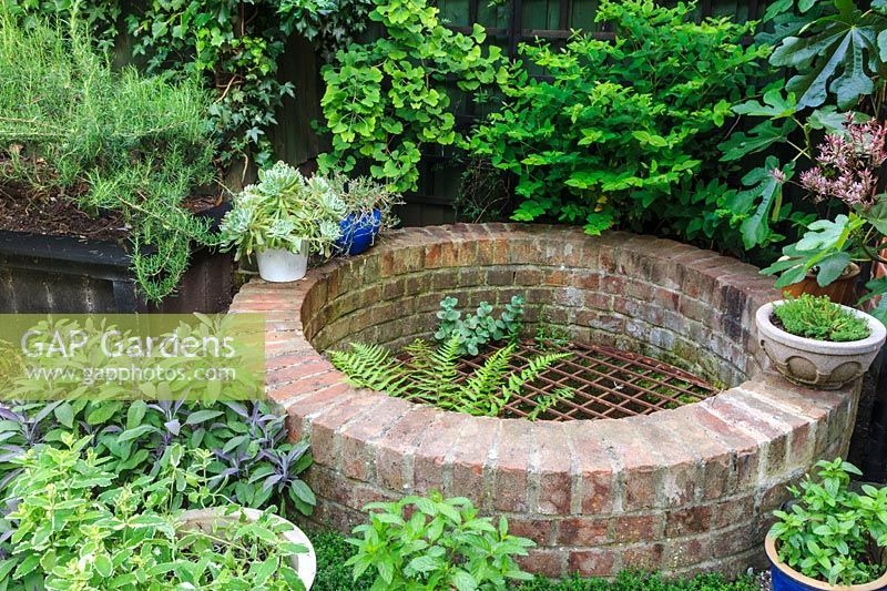 Disused well with containers of herbs and Ficus carica.